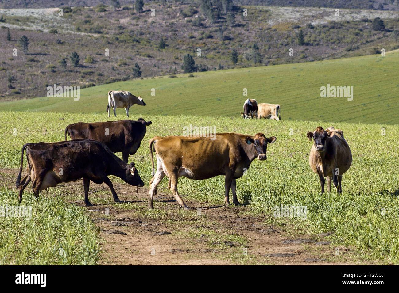 Closeup shot of cows grazing on a green landscape in South Africa Stock ...