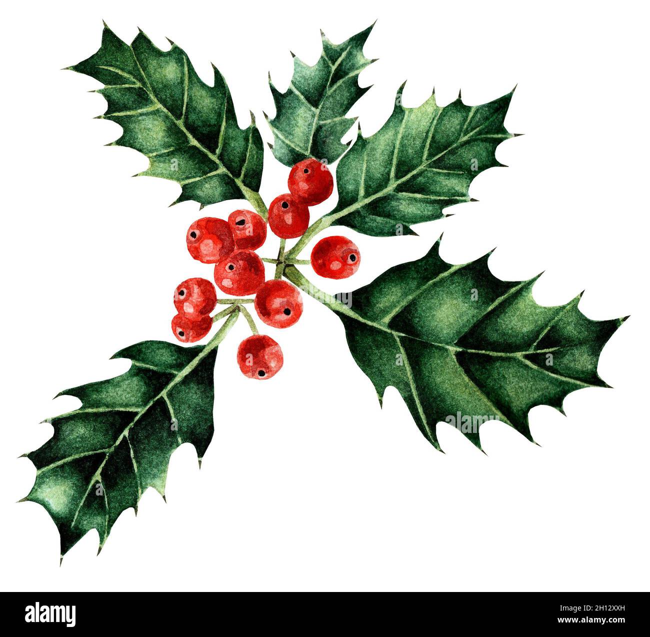 Watercolor Christmas holly with red berries. Winter traditional floral