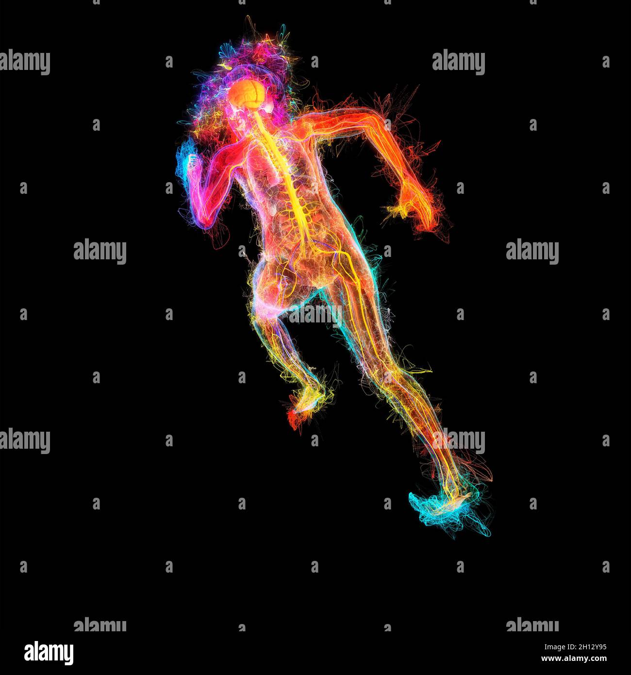 Human anatomy illustration Stock Photo Biology Diagrams