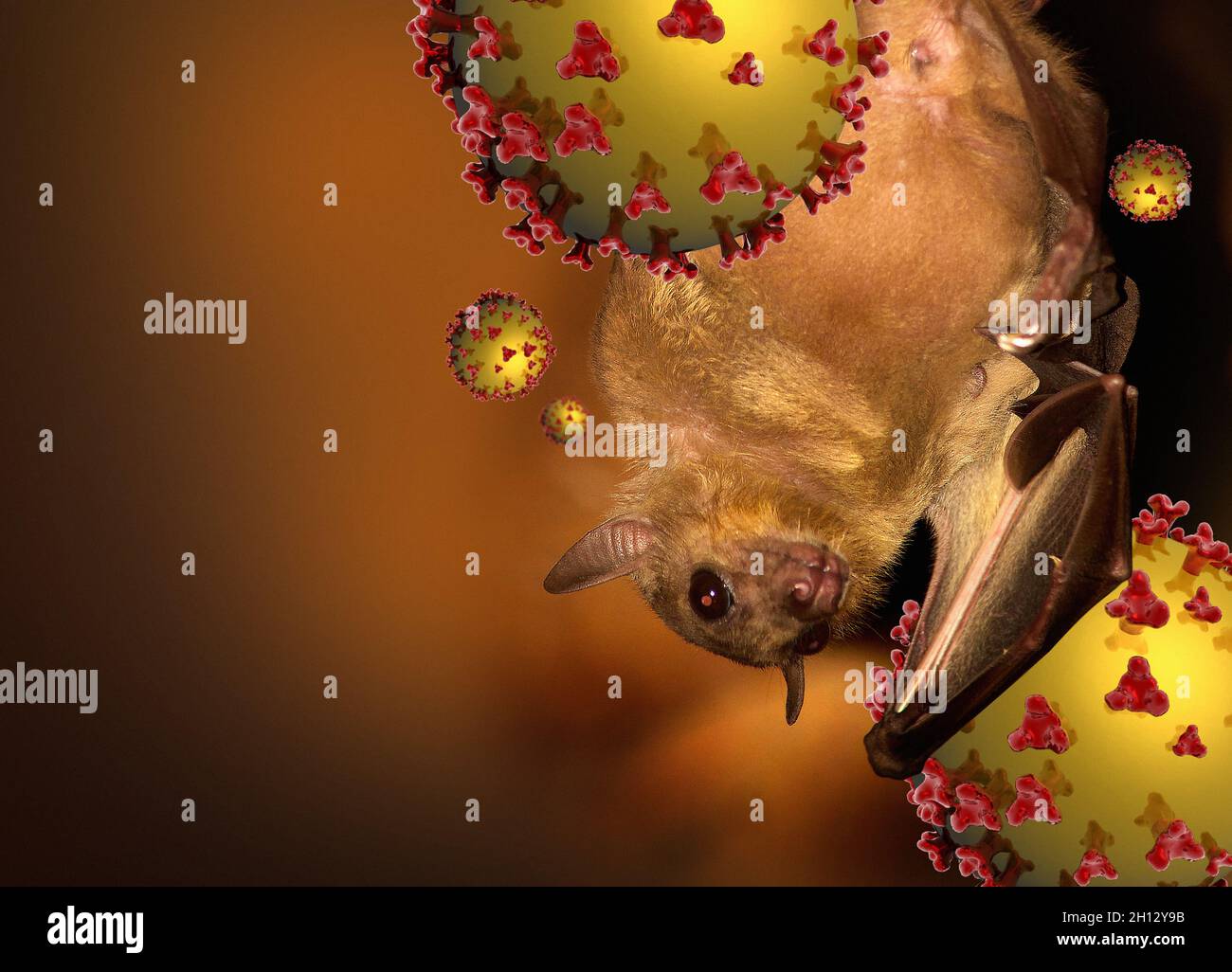 Fruit bat and Nipah virus particles, illustration Stock Photo