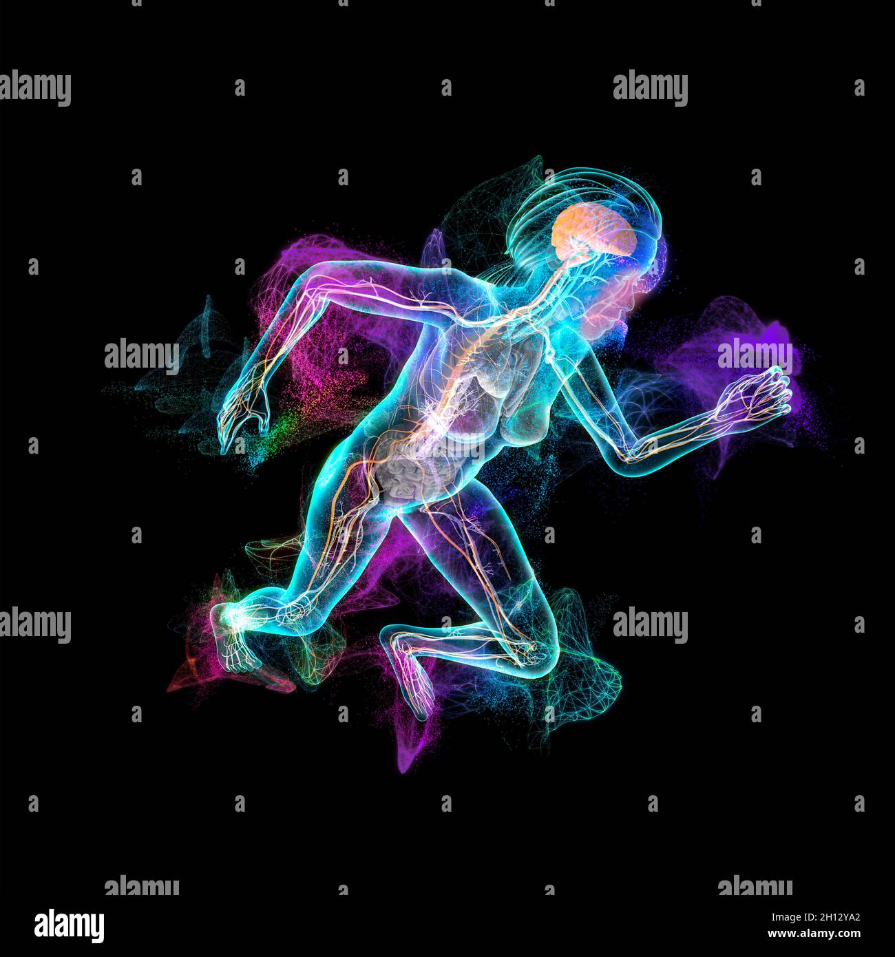 Human anatomy illustration Stock Photo Biology Diagrams