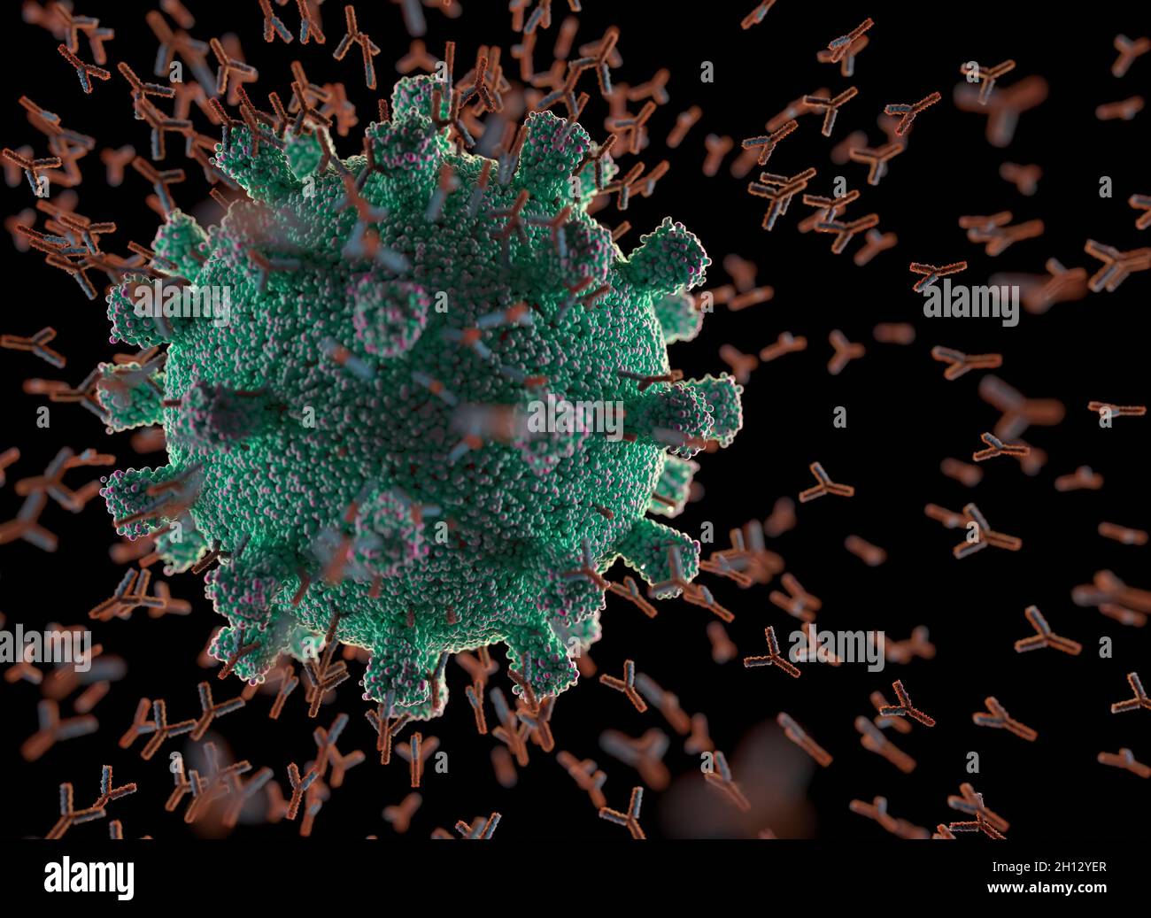 Antibodies attacking coronavirus particle, illustration Stock Photo - Alamy