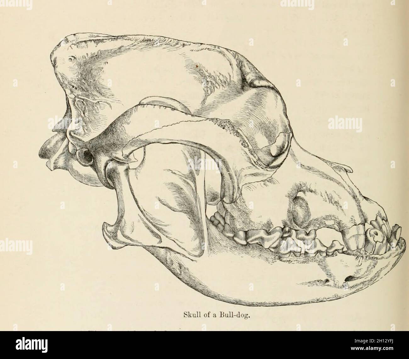 Skull of a bulldog, 19th century illustration Stock Photo