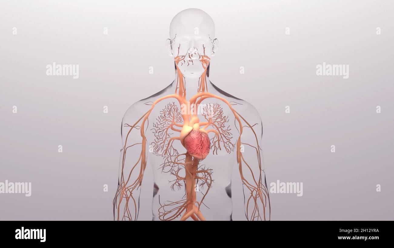 Heart and circulatory system, illustration Stock Photo - Alamy