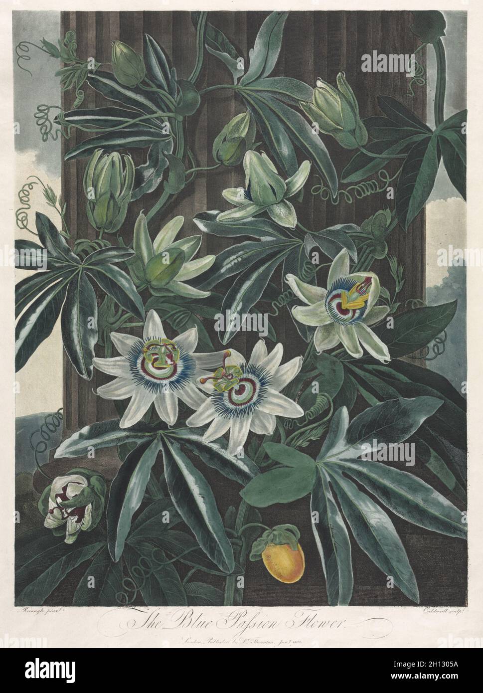 The Temple of Flora, or Garden of Nature The Blue Passion Flower, 1800
