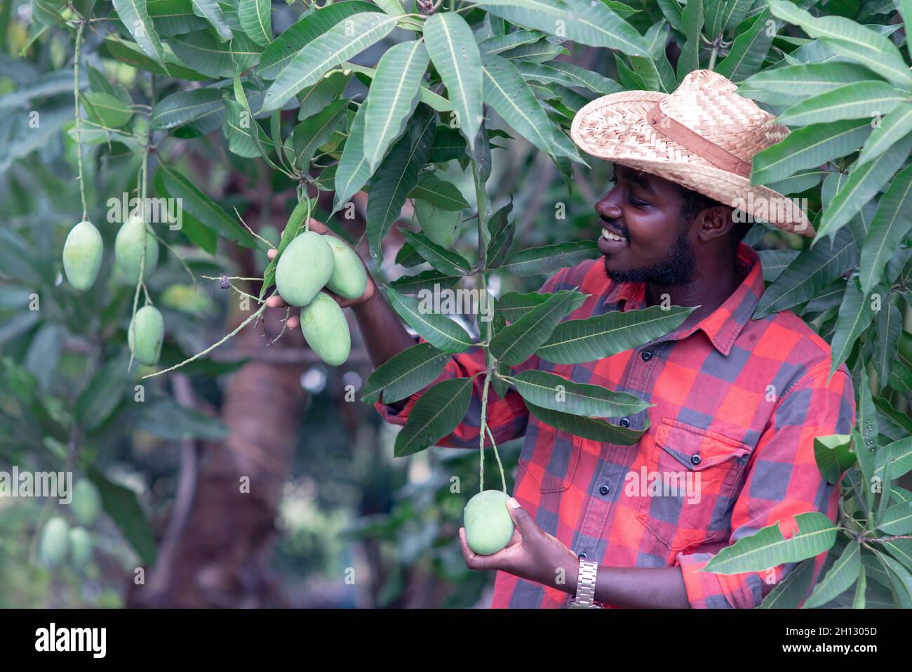 African man farmer is picking mango fruit in organic farm with smile
