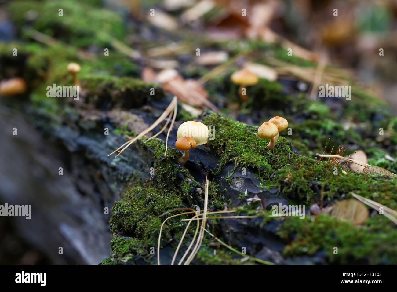 autumn wood-destroying fungi in the park Stock Photo