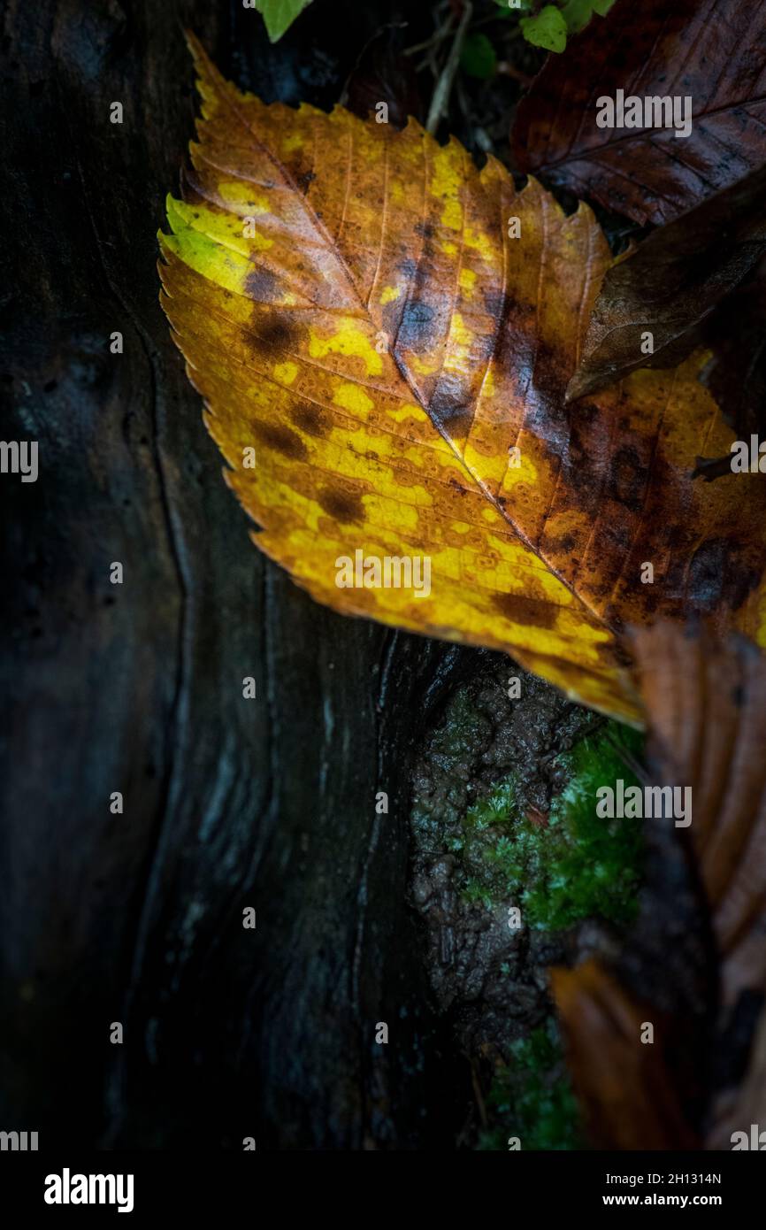 Colours in nature hi-res stock photography and images - Alamy