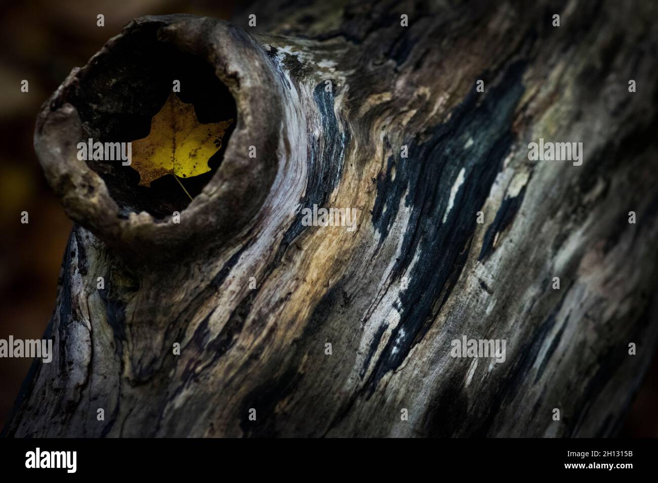 Colours in nature hi-res stock photography and images - Alamy