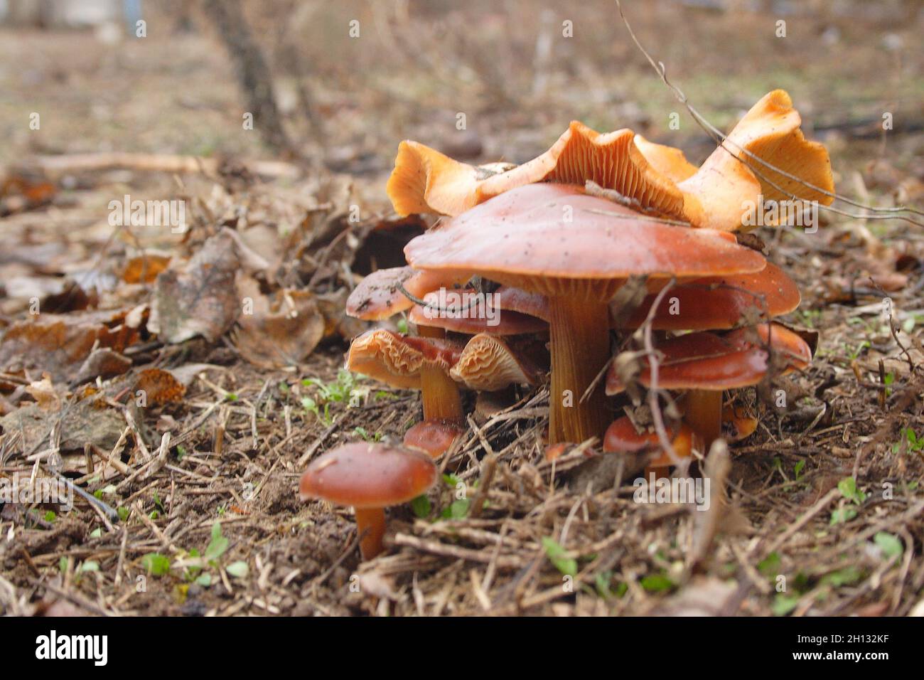 Wild mushrooms in the forest in autumn after rain.Yellow chanterelle