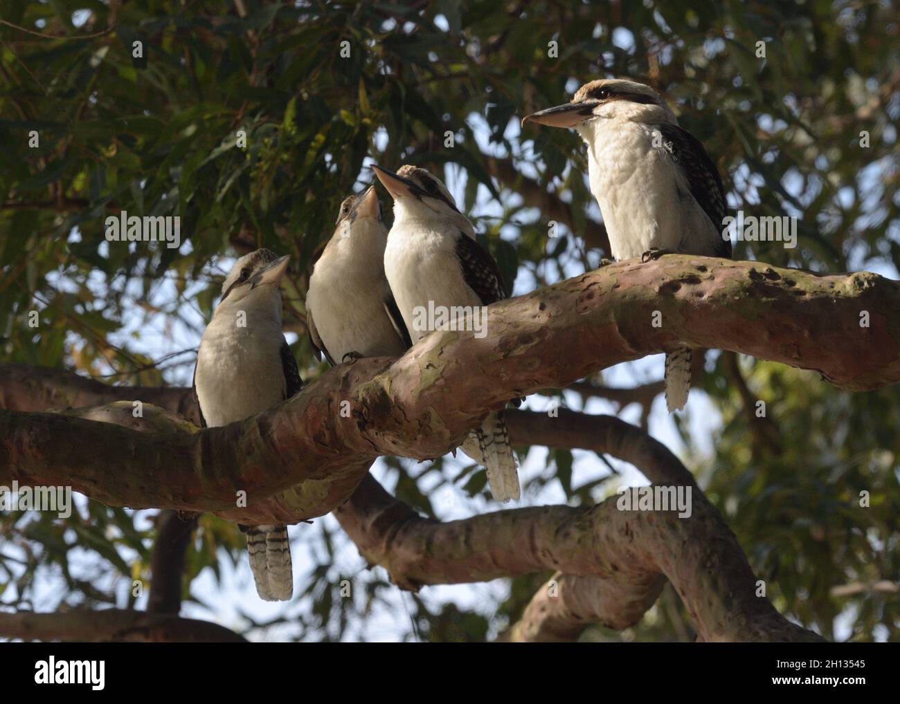 A family of four Laughing Kookaburras (Dacelo novaeguineae) in a tree in NSW, Australia Stock Photo