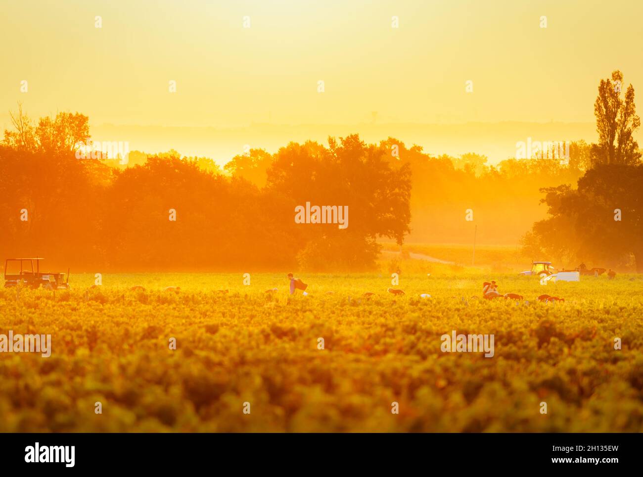 Workers in vineyards of Beaujolais during the golden hour, France Stock Photo