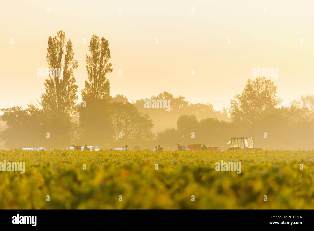 Workers in vineyards of Beaujolais during the golden hour, France Stock Photo