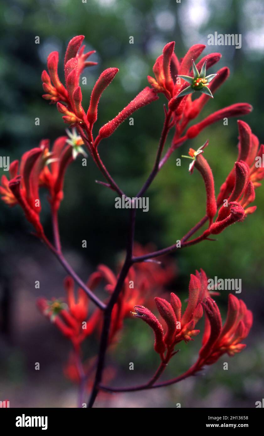 Kangaroo paw flowers hires stock photography and images Alamy