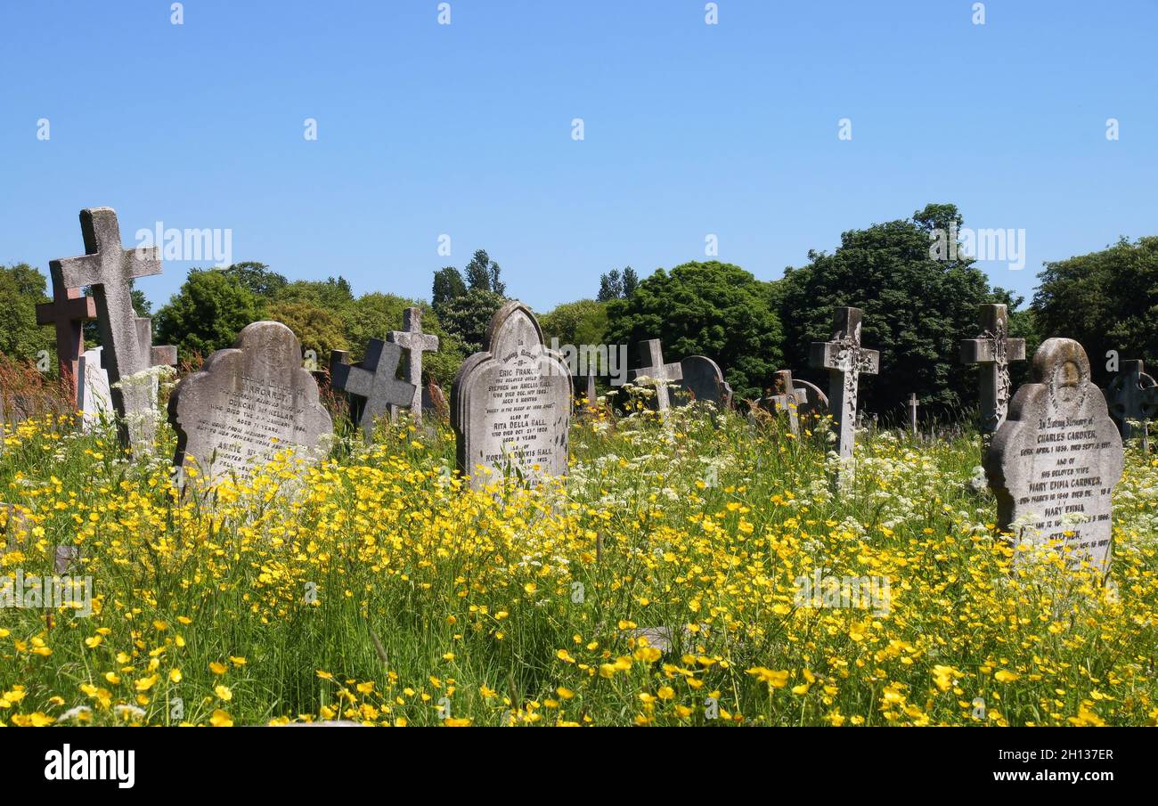 Crooked gravestones poking above a field of colourful yellow buttercups (Ranunculus flowers) in Kensal Green Cemetery, London, England Stock Photo