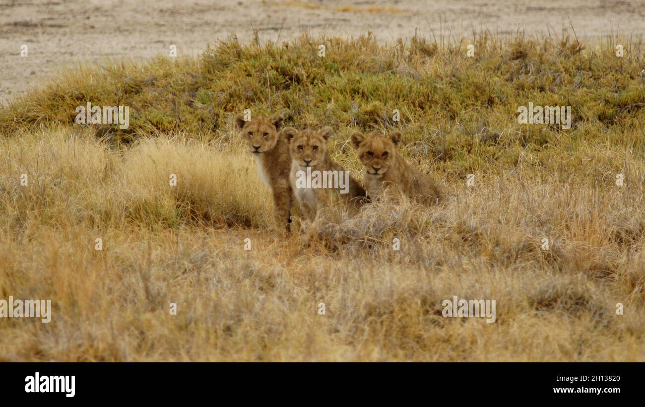 Baby lions in Namibian dessert waiting for food Stock Photo