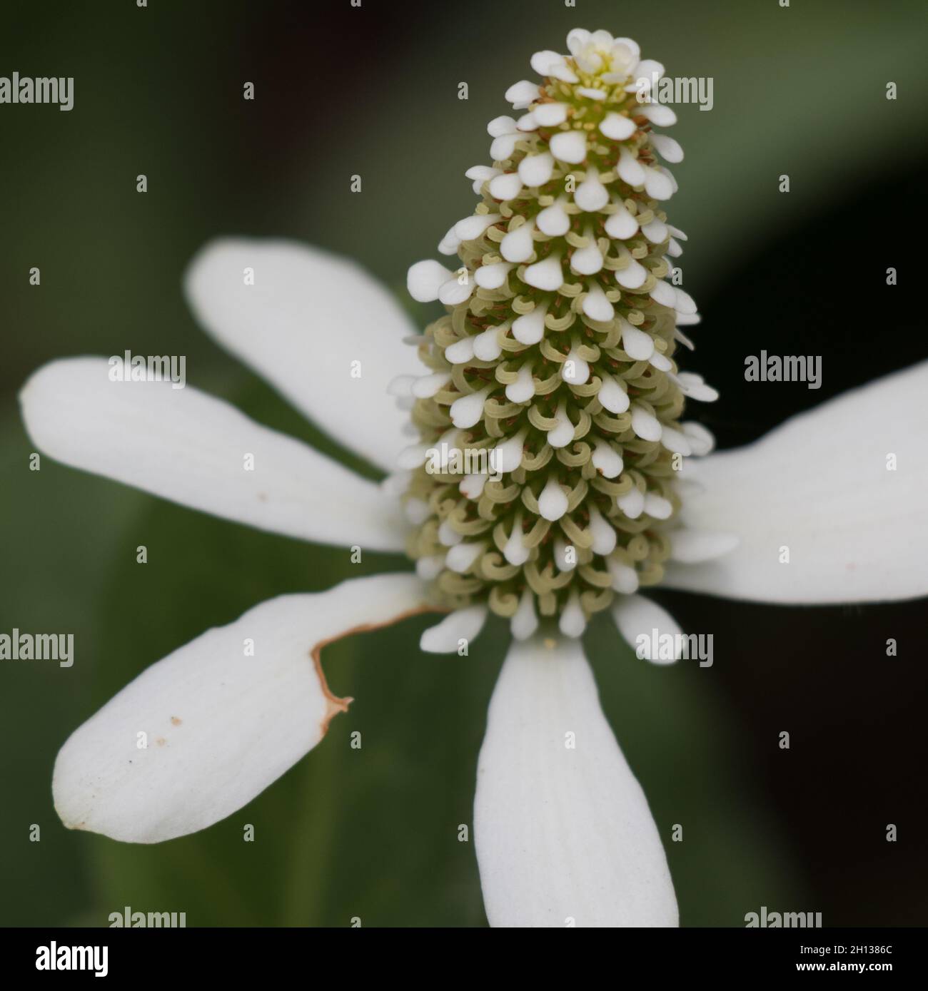 White flowering spike of Yerba Mansa, Anemopsis Californica, Saururaceae, native in Big Morongo Canyon Preserve, Southern Mojave Desert, Springtime. Stock Photo