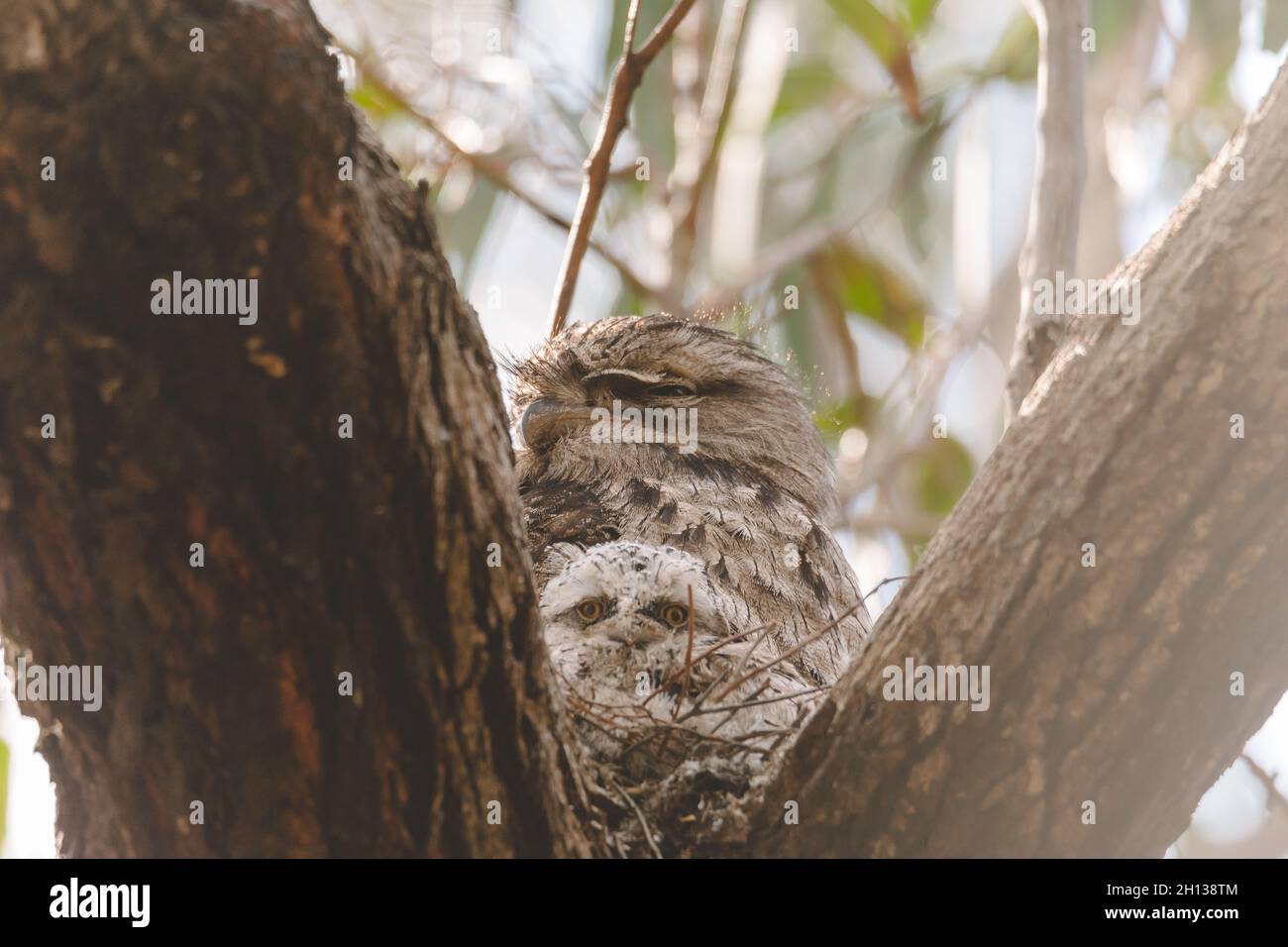 A baby Tawny Frogmouth chick nestled beside its parent in a tree fork nest. Stock Photo