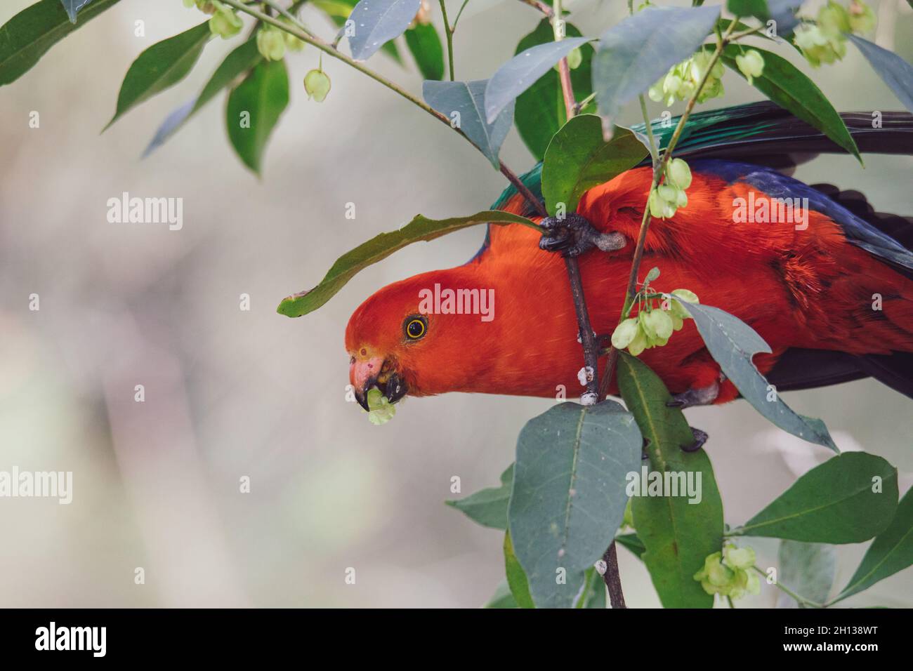 Australian King Parrot In A Tree Stock Photo Photo Inspiration