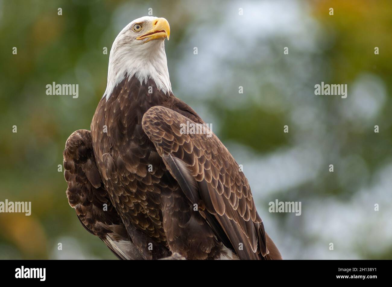 Bald Eagle perched on a branch in a zoo. France. Stock Photo