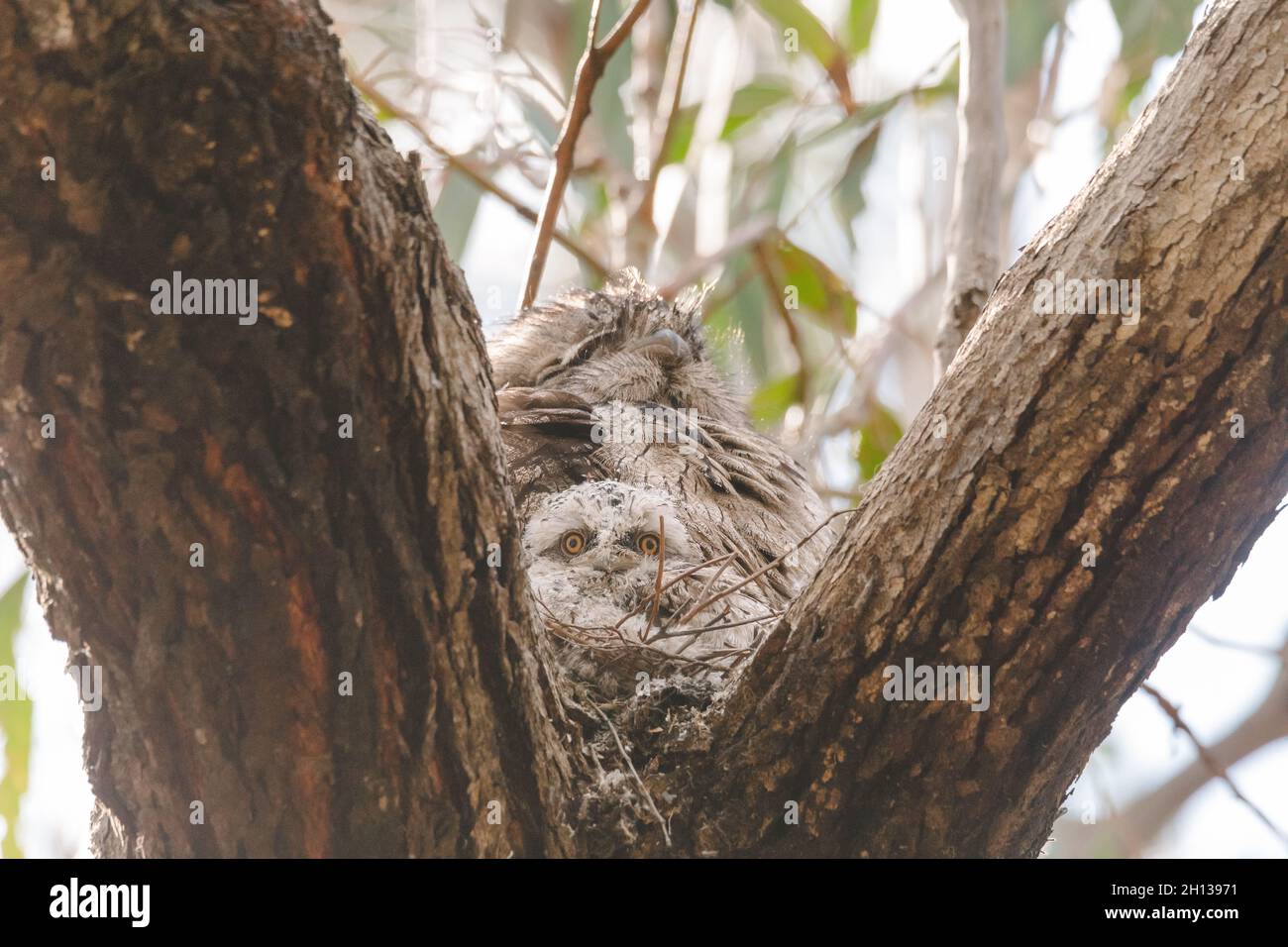 A baby Tawny Frogmouth chick nestled beside its parent in a tree fork nest. Stock Photo