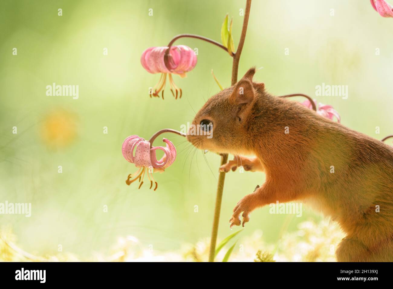 female red squirrel is looking at  Turk's cap lily Stock Photo