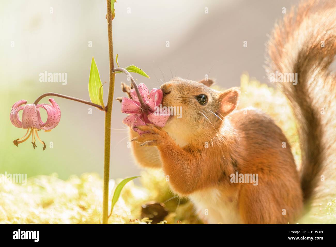female red squirrel is eating a Turk's cap lily flower Stock Photo