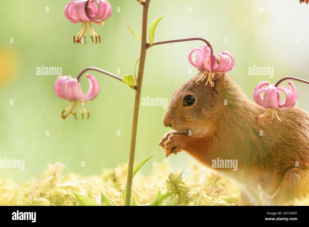female red squirrel is standing under a Turk's cap lily flower Stock Photo