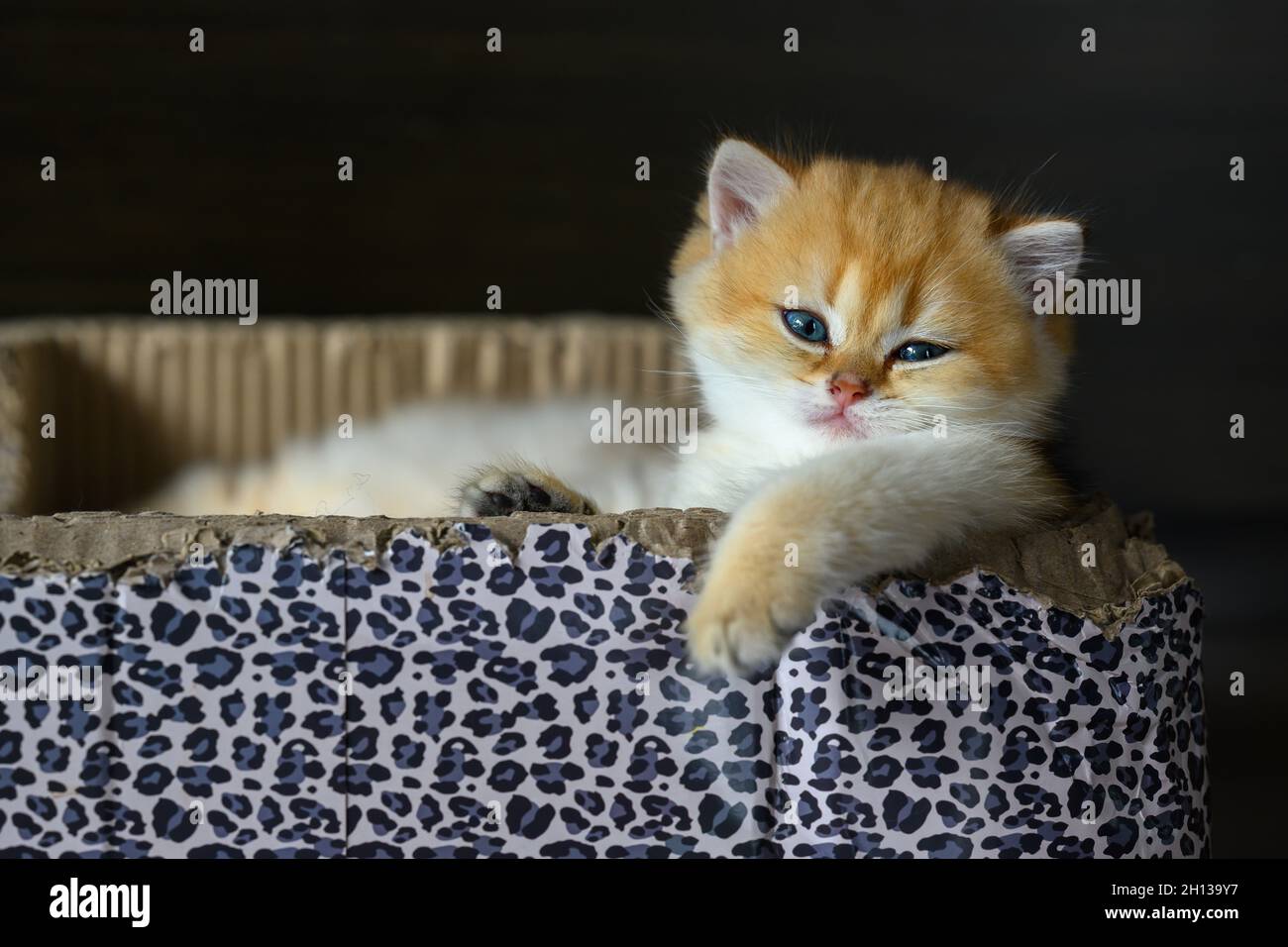 British Shorthair kittens The golden pose is cute and sleepy, the cat is sleeping in a box with a leopard pattern. Pure and beautiful pedigree kittens Stock Photo