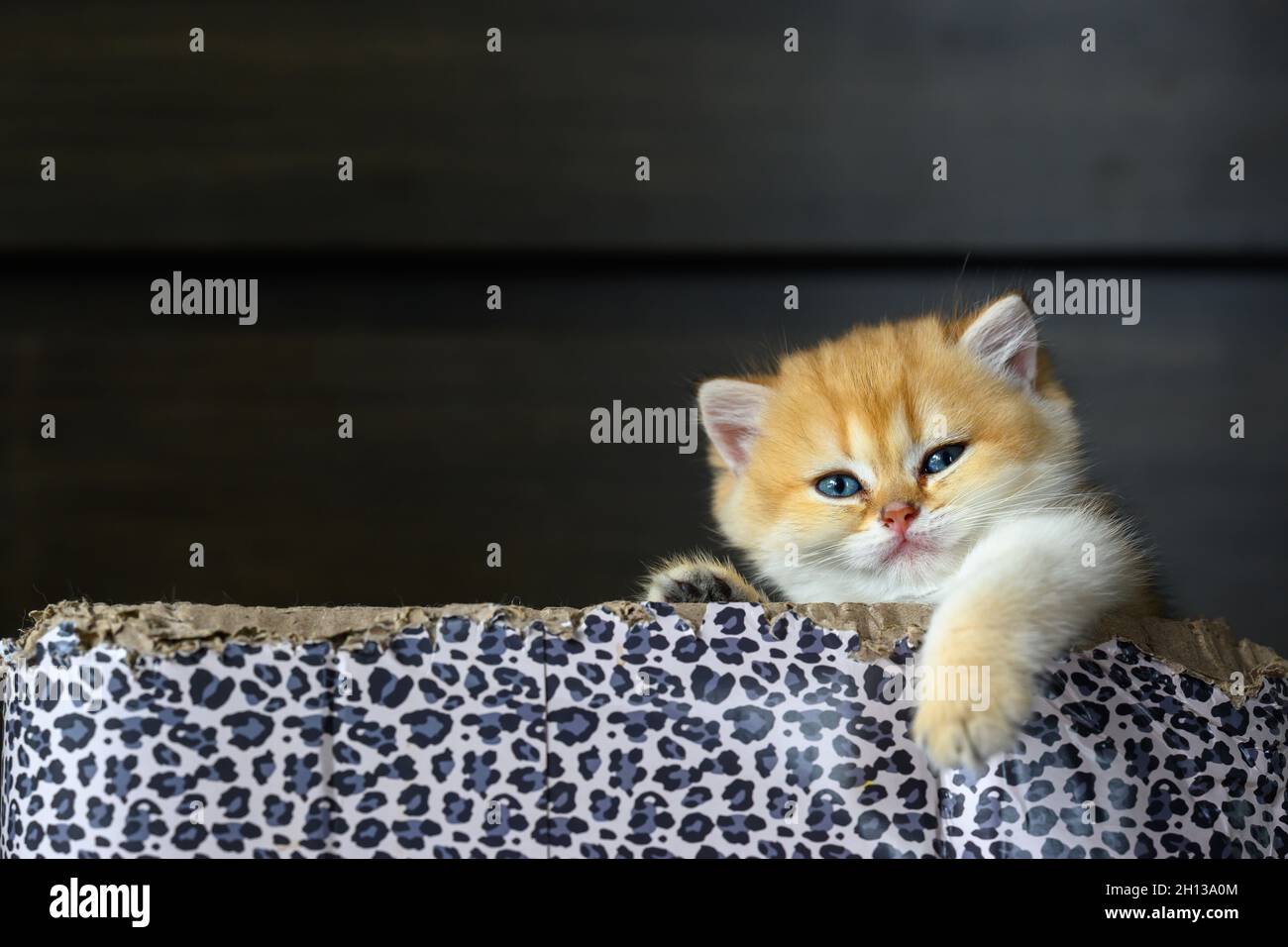 British Shorthair kittens The golden pose is cute and sleepy, the cat is sleeping in a box with a leopard pattern. Pure and beautiful pedigree kittens Stock Photo