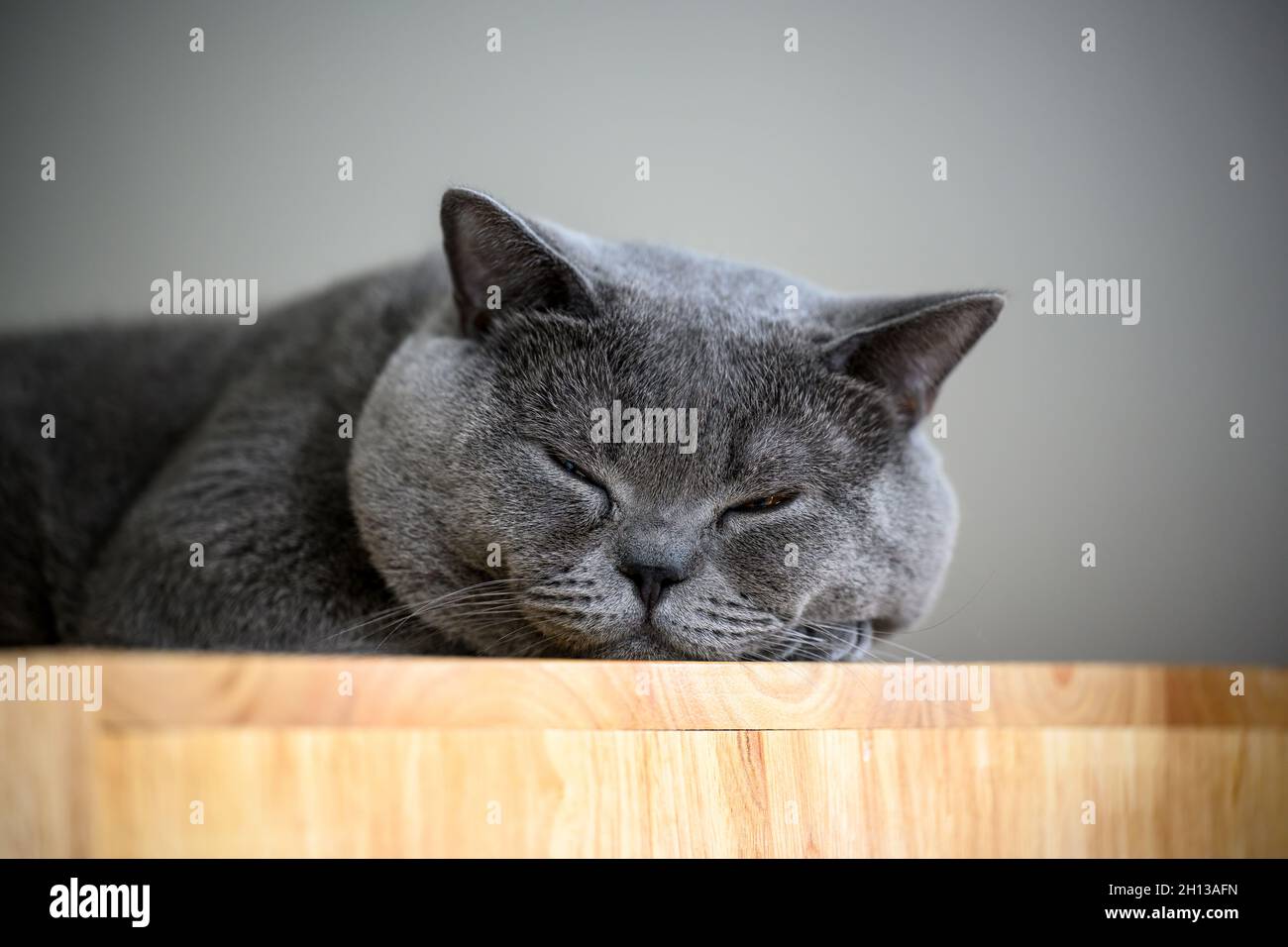 A black cat sleeps on a wooden cupboard, closeup of the head to see a round face sleeping