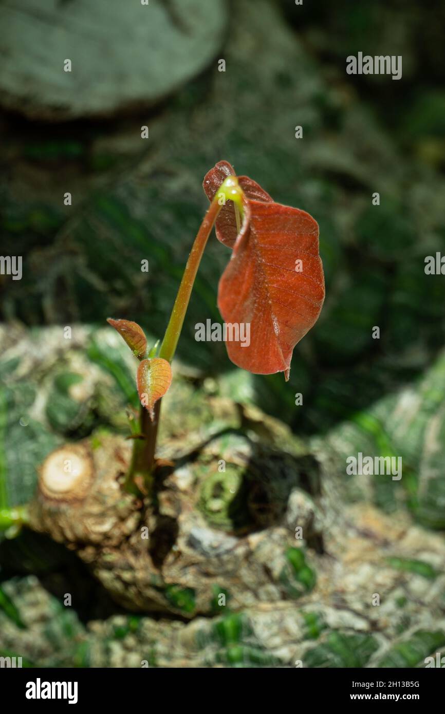Orange spring leaves budding new life on the tree Stock Photo