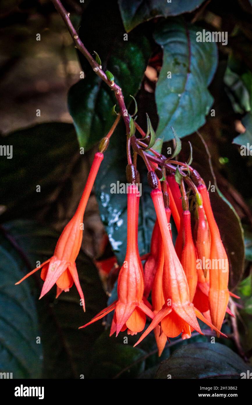 Join the fun! Sunset Fuchsia, Fuchsia dependens, Native to Ecuador Stock Photo