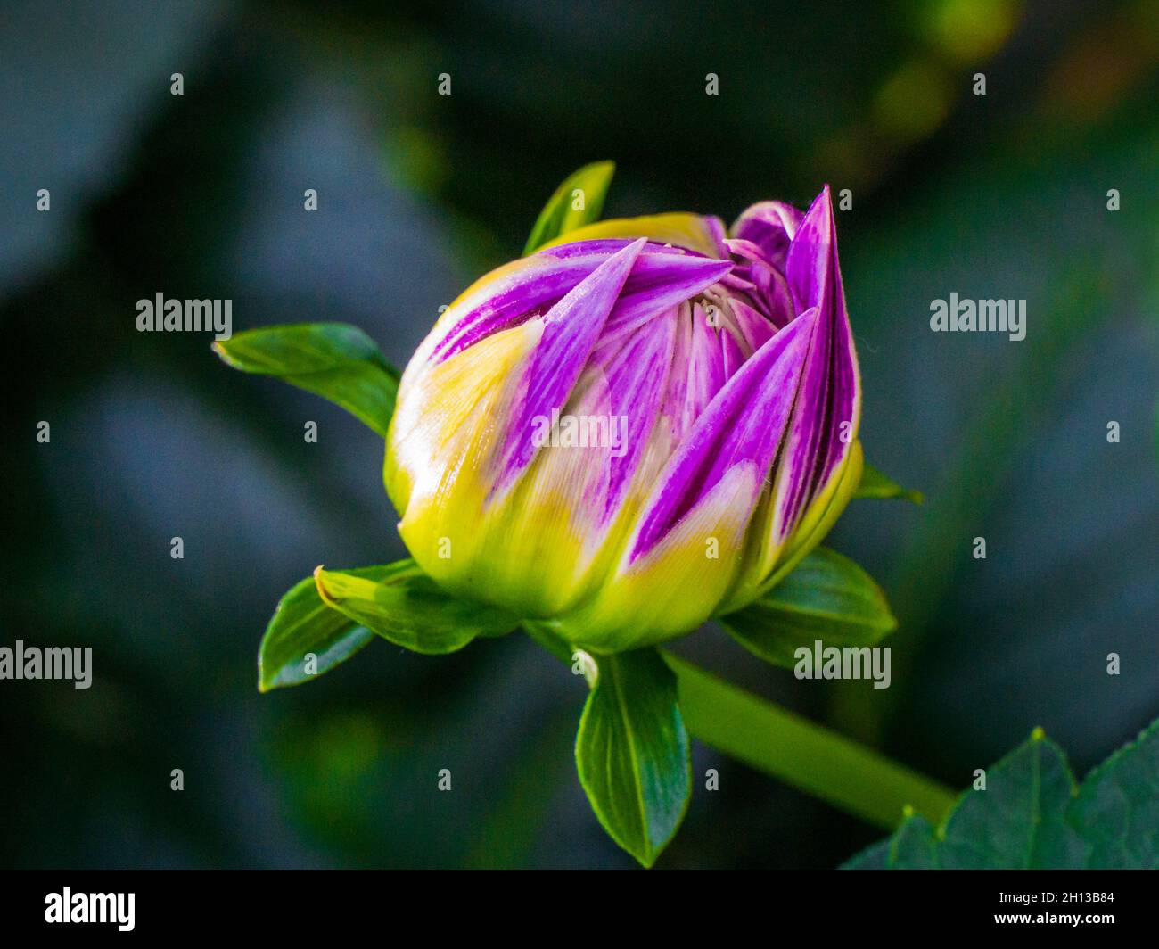 Chrysanthemum and bud hi-res stock photography and images - Alamy