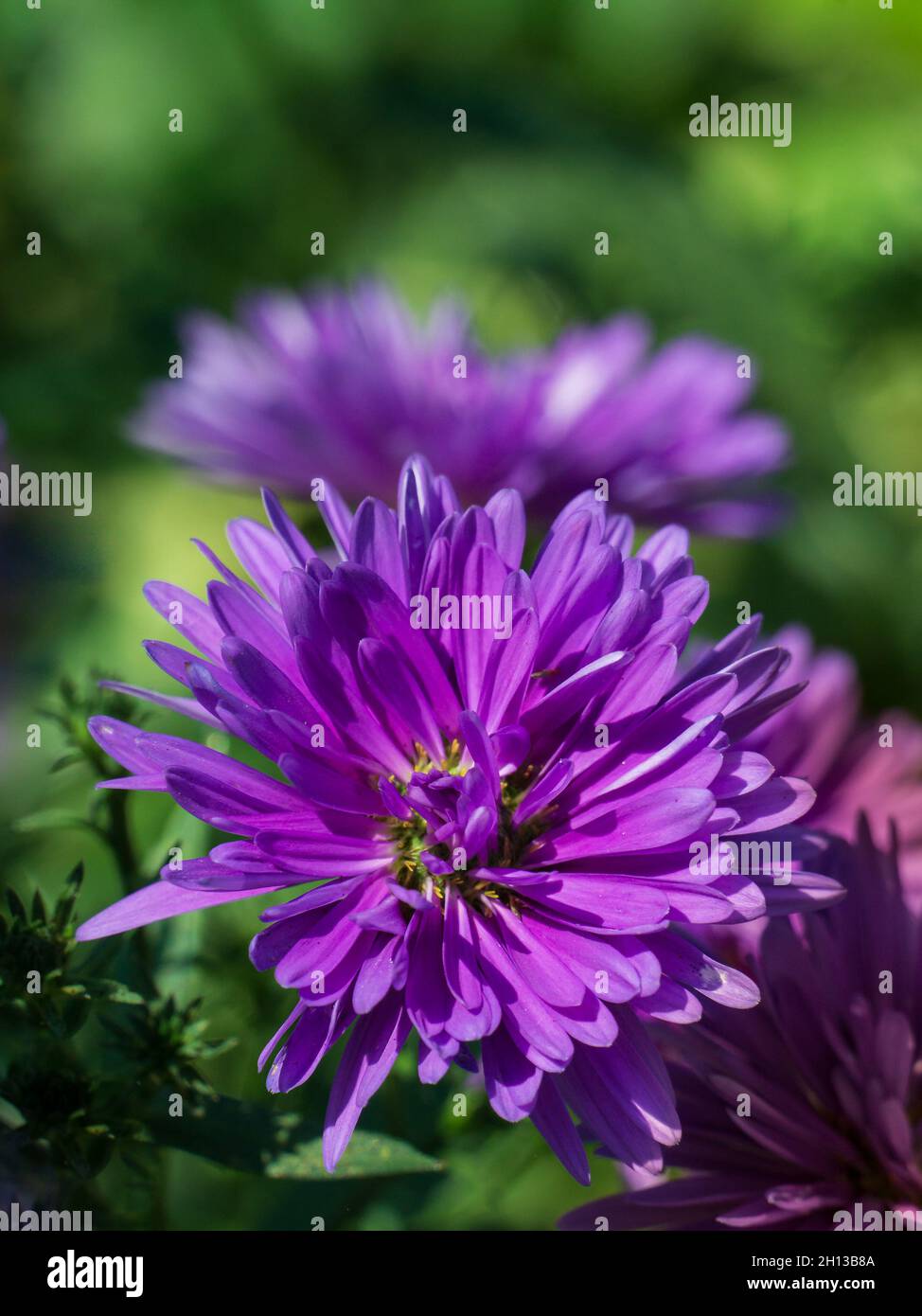 Purple Corn Marigold flower known as kapuru flower against a bokeh