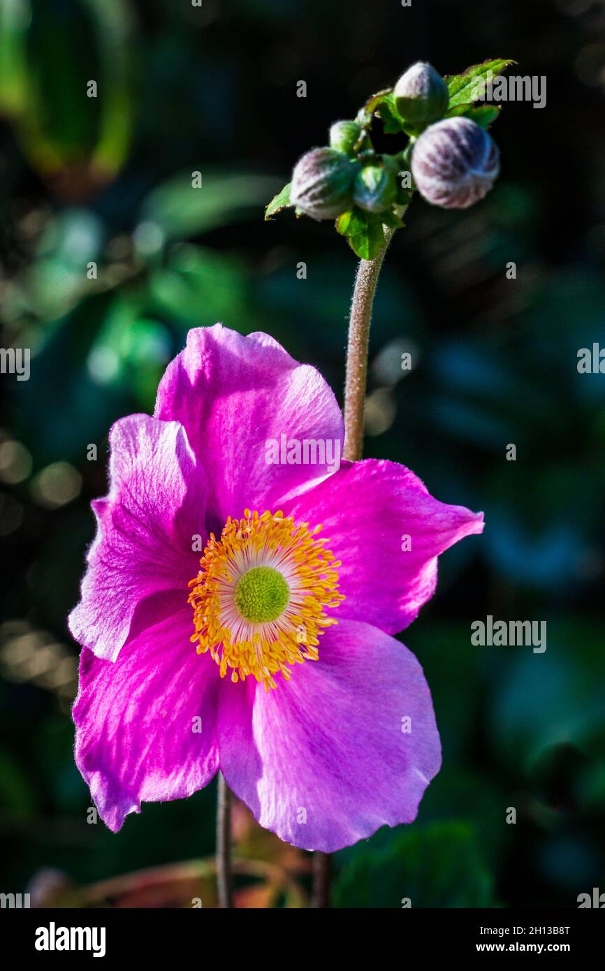 Anemone huphehensis Bowles Pink (Japanese Anemone) Stock Photo