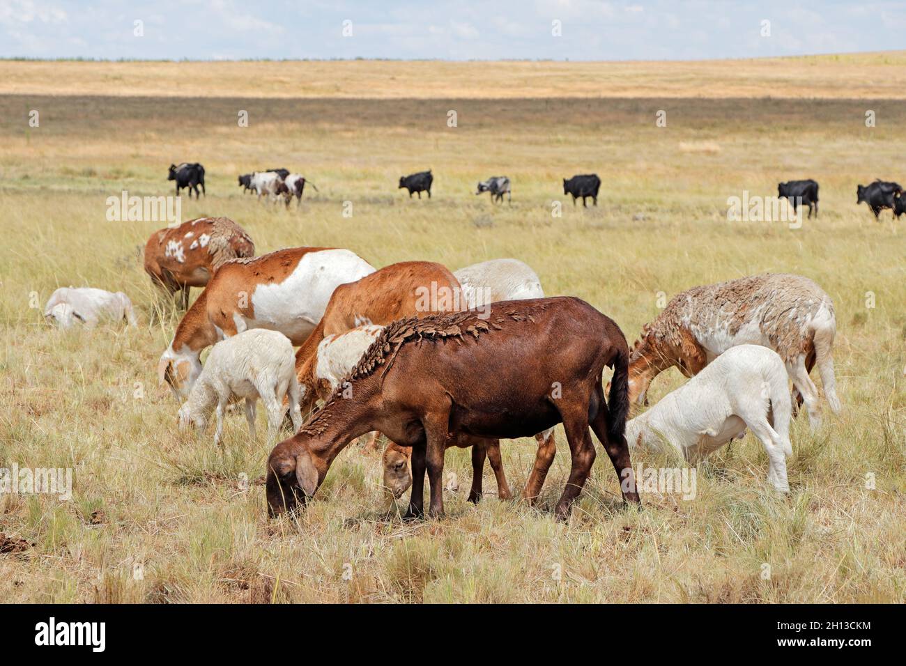 Meatmaster sheep indigenous sheep breed of South Africa on rural