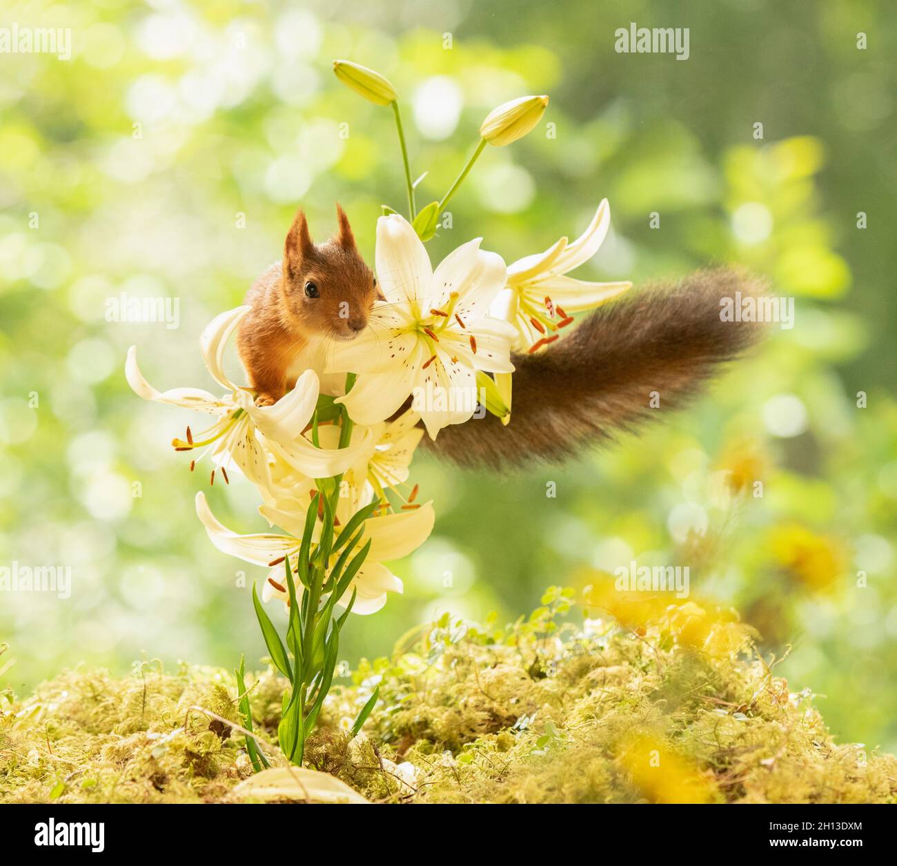 red squirrel is standing in a white lily looking at the viewer Stock Photo