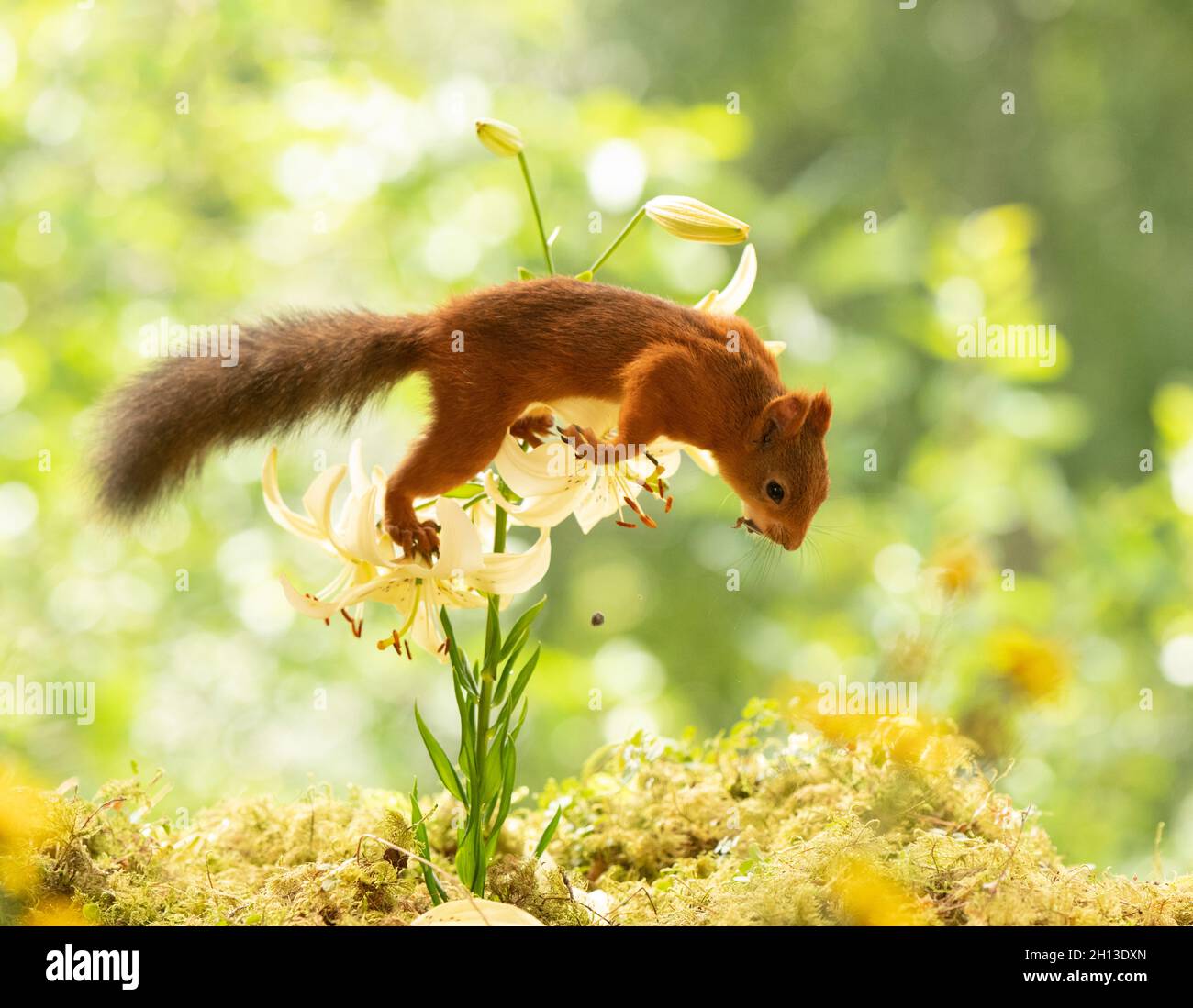 red squirrel is jumping from an white lily Stock Photo
