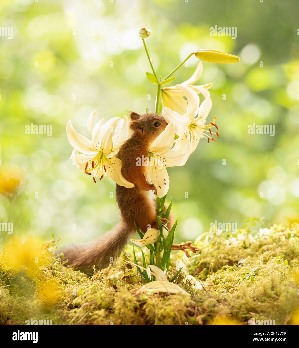 young red squirrel is climbing in a white lily Stock Photo