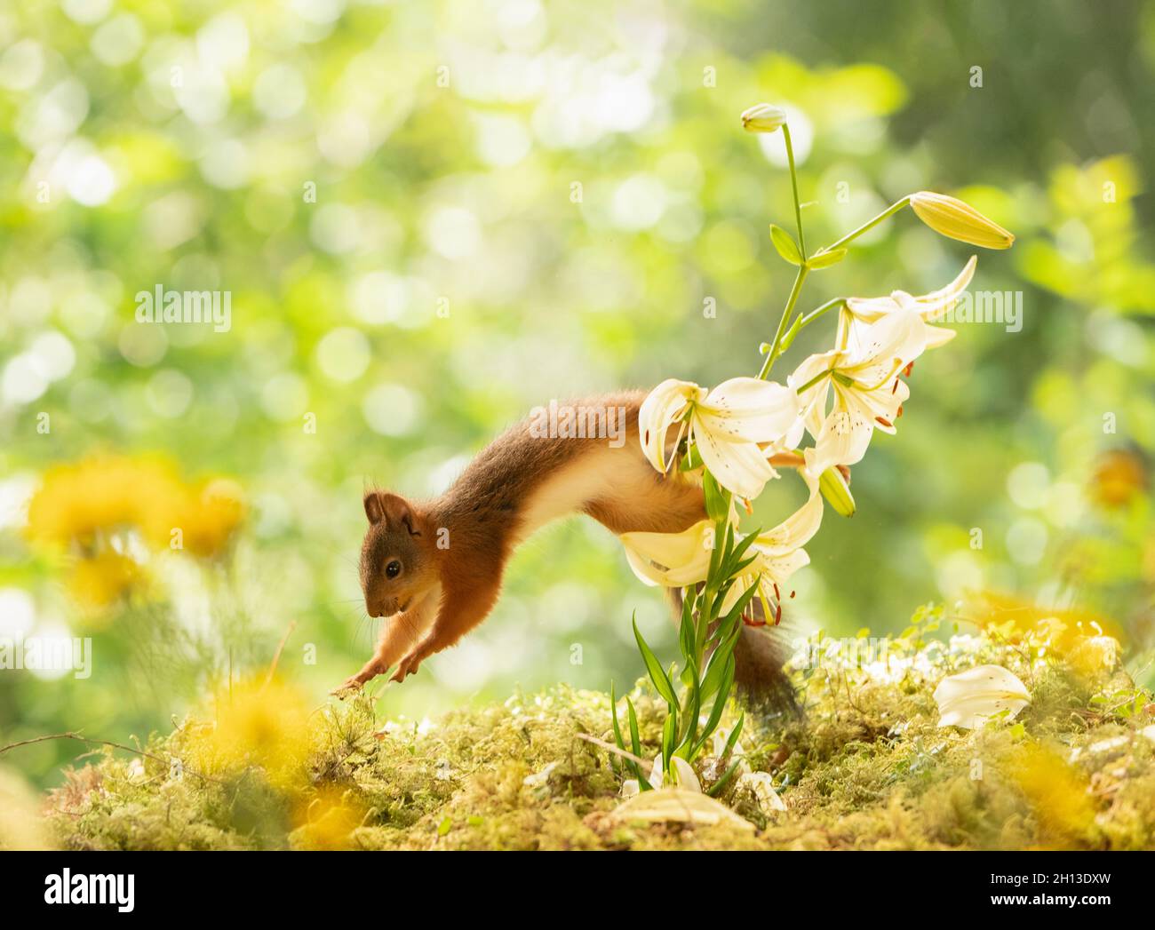 young red squirrel is jumping from a white lily Stock Photo