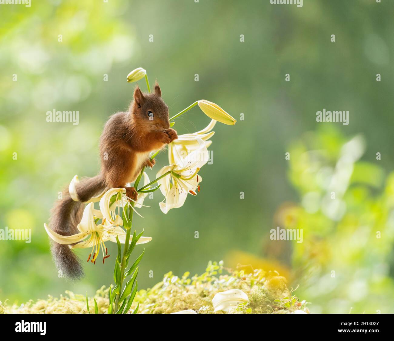 young red squirrel is standing in a white lily Stock Photo