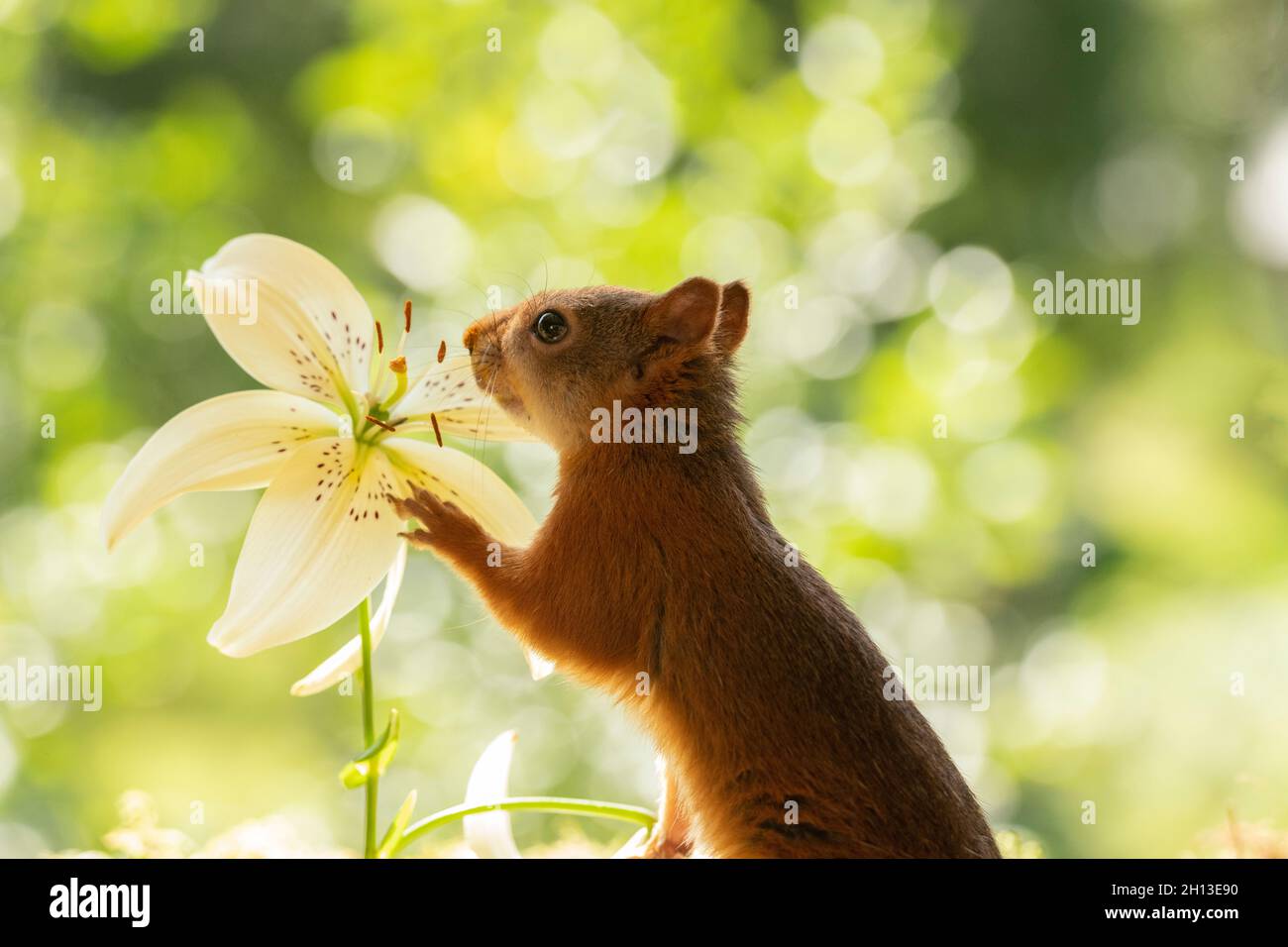 red squirrel is smelling a white lily Stock Photo