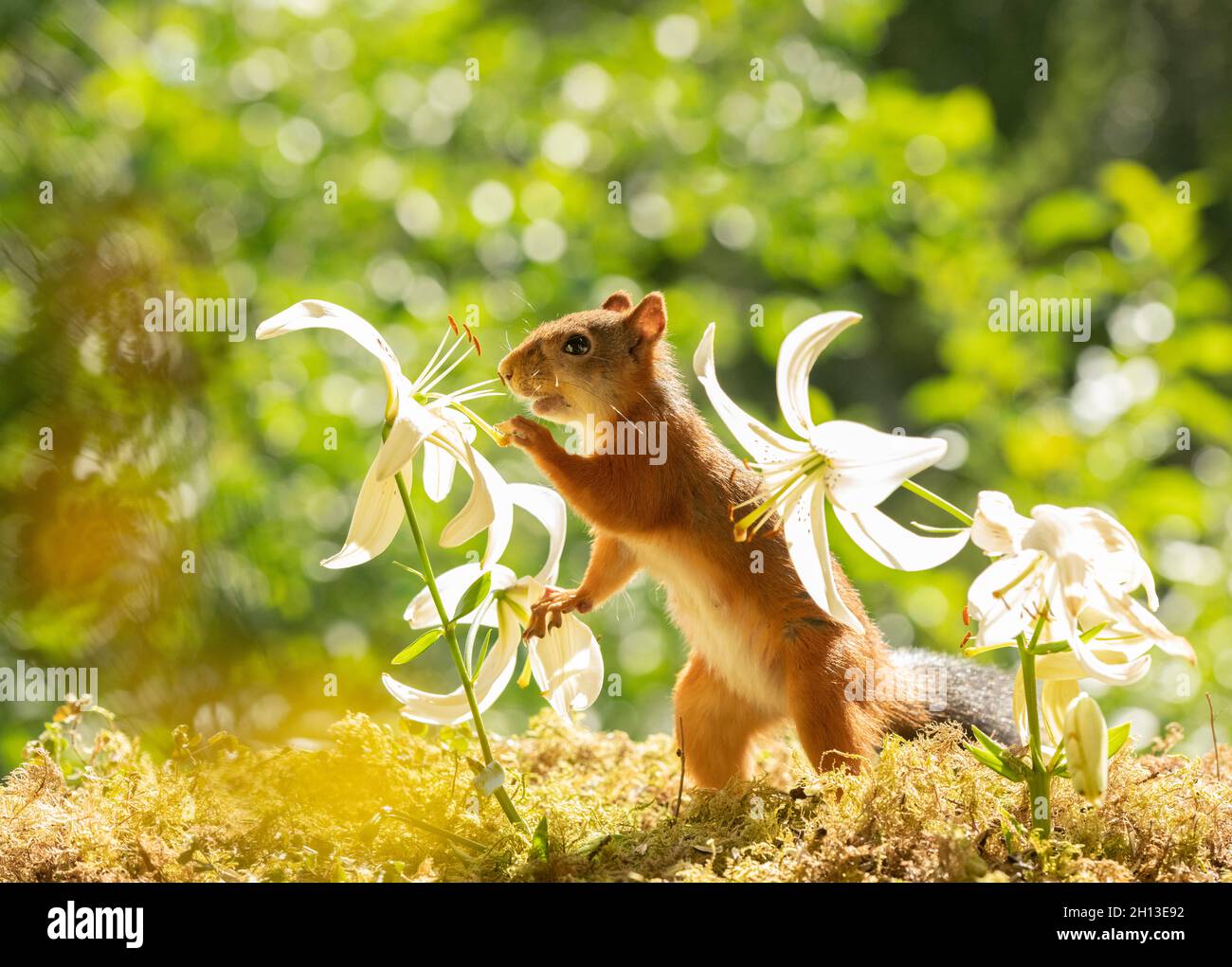 red squirrel is standing between and holding a white lily Stock Photo