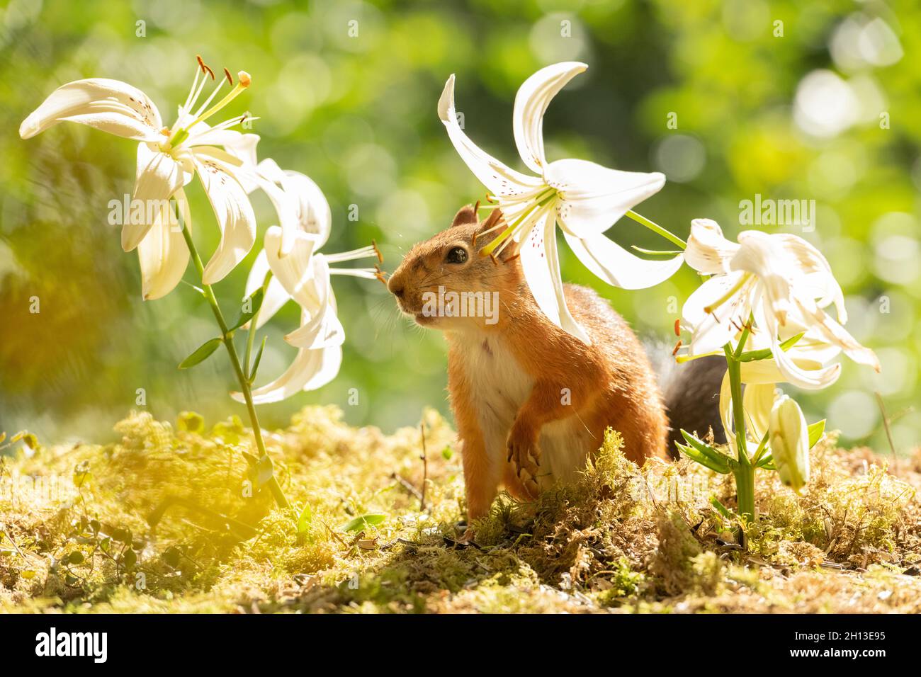 red squirrel is standing between white lilies Stock Photo