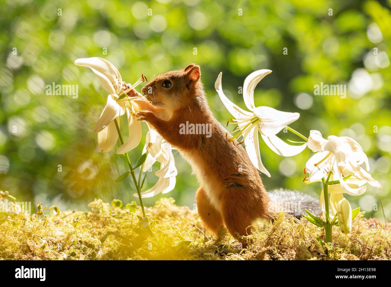 red squirrel is smelling and holding a white lily Stock Photo