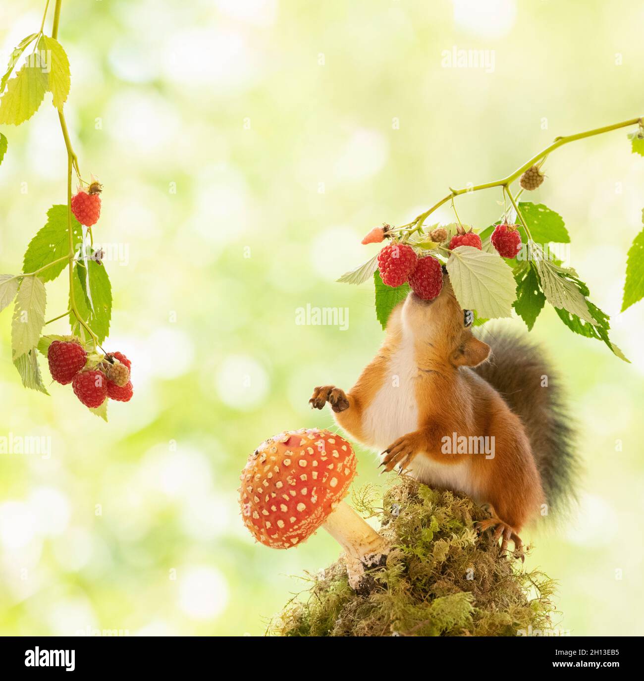 Rubus idaeus tree hires stock photography and images Alamy