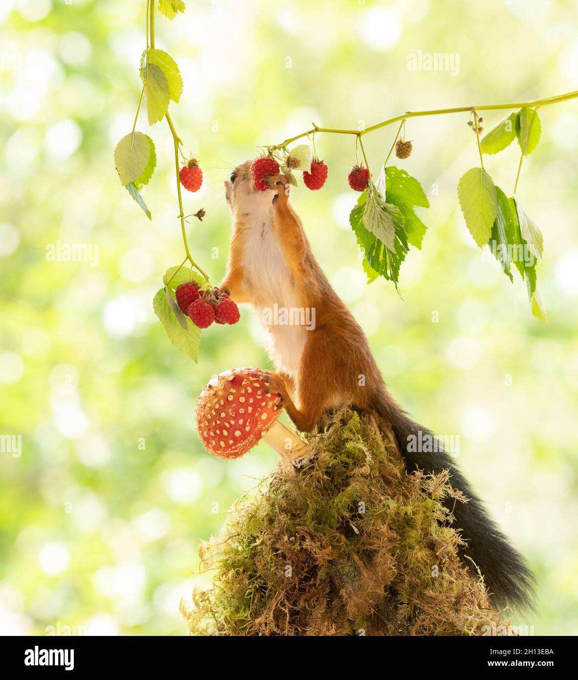 red squirrel is standing on a toadstool eating raspberries Stock Photo Alamy