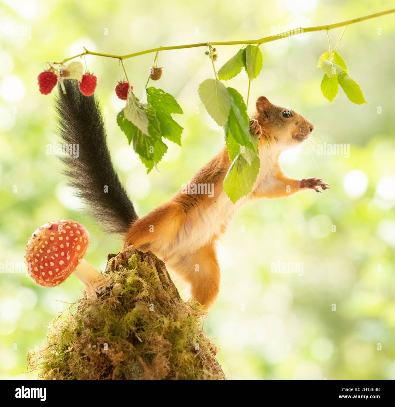 red squirrel is holding raspberries branches Stock Photo Alamy