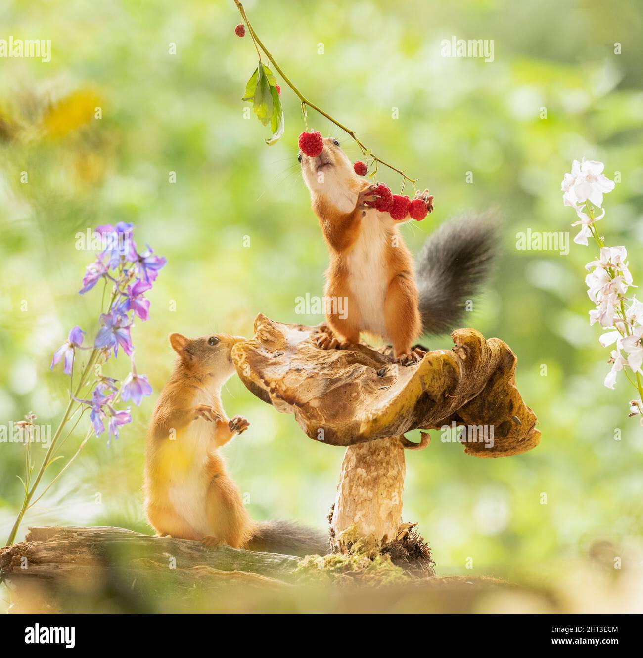 red squirrels is standing on a mushroom eating raspberries Stock Photo